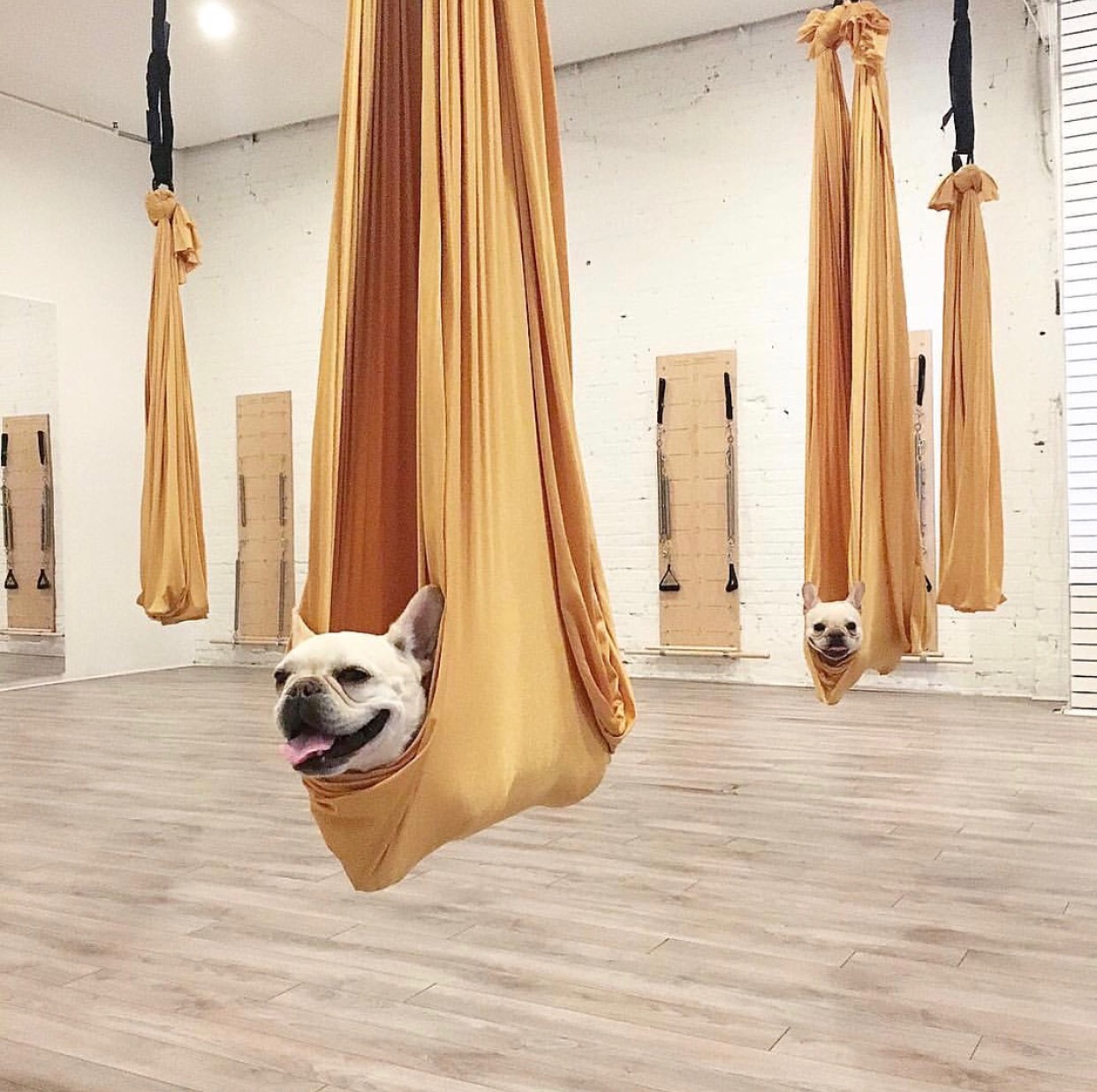 Aerial yoga near me